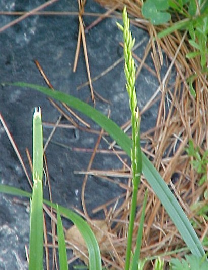 Meadow fescue store